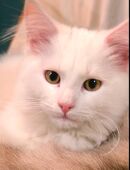 Kitty weiß geb.am 12.07.2025 in 58119