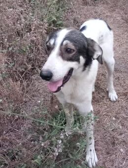 TIMMY 💚💚💚anhänglich und liebenswert - Bad Karlshafen