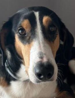 Bobi 💗 wartet in 99718 Greussen - Hamburg