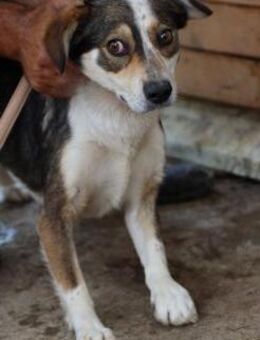 Painu- aparter Rüde - Lohra