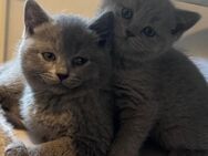 💙 Wunderschöne BKH-Kitten (8 Wochen) abzugeben – verspielt & stubenrein 💙 - Aßlar