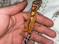 Leopardgecko Weibchen zu verkaufen - Recklinghausen