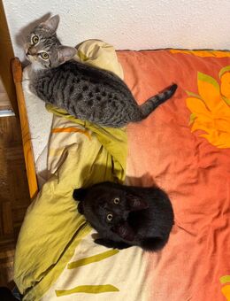 Katzen kitten zu verkaufen - Landsberg