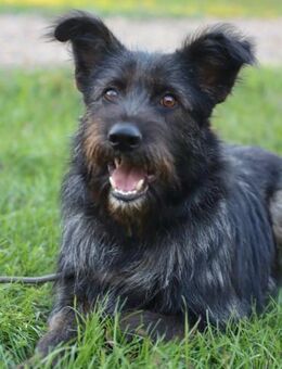 Fröhlicher Heart sucht ein Körbchen - Ottweiler