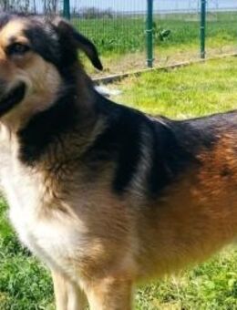 Thomas hatte ein schlimmes Schicksal - Olsberg