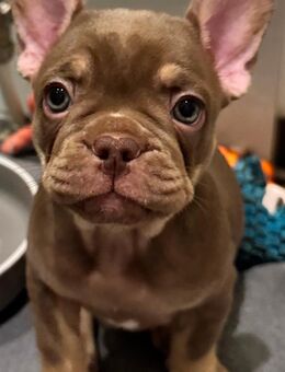 Französische Bulldoggen Welpen - Bad Schönborn