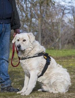 Albin ein Hund für Kenner - Puchheim