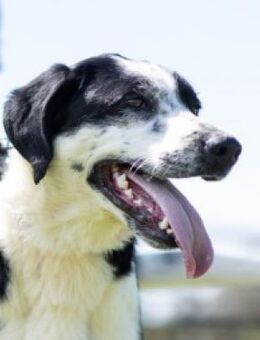 Rex💜💜💜 Braucht jetzt Liebe und Zeit - Herxheim (Landau)