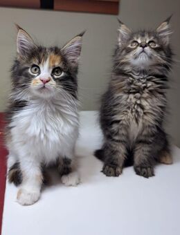 Wunderschöne Reinrassigen Main Coon Kitten XXL - Wiesbaden