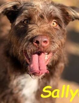 Sally8- ein traumhaftes Hundekind 01/25 - Ruppertsecken