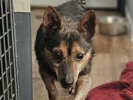 MÄXCHEN - bald in 82362 Weilheim - Weilheim (Oberbayern)