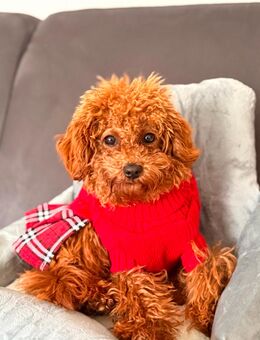 Toypudel Hündin 8 Monate alt - Mülheim (Ruhr)