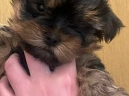Yorkshire Terrier Hündin - Frankfurt (Oder)