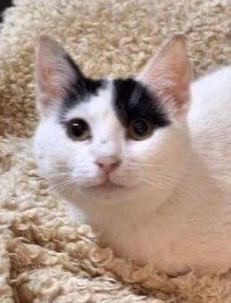 Katzendame - AISHA - liebt Menschen..... - Kempen