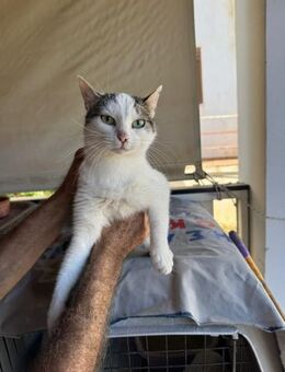 Luna aus dem Tierschutz - Grevenbroich