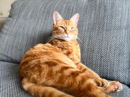 Verschmuster Kater Loui sucht liebevolles neues Zuhause mit Freigang - Augsburg