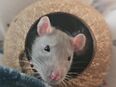 4 junge und liebe Ratten Jungs abzugeben in 4310