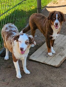 Sehr hübsche liebe Australien Shepherd mini Junghunde 5 Monate - Berlin