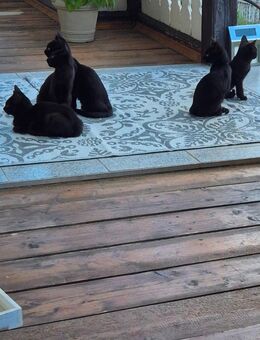 Kitten abzugeben / Kitten suchen ein neues Zuhause - Quedlinburg Bad Suderode