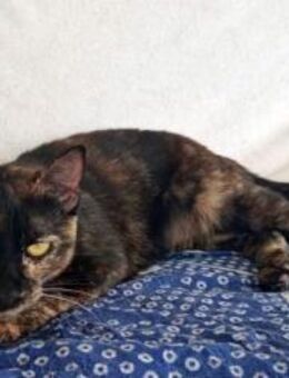 Dringend Zuhause für Vega gesucht - Bad Camberg