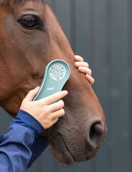 Fotos für Flyer gesucht Pferde Reitzubehör - Norden