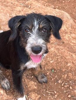 süße BUBBLE sucht ihre Familie - Völklingen