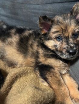 Schäferhund / Australien Shepherd Welpen - Frielendorf