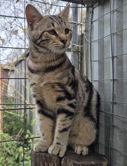 Bengal Mix Kitten (weibchen) - Hanau (Brüder-Grimm-Stadt) Innenstadt