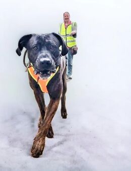 Mantrailing - Hundeschule - Steyerberg