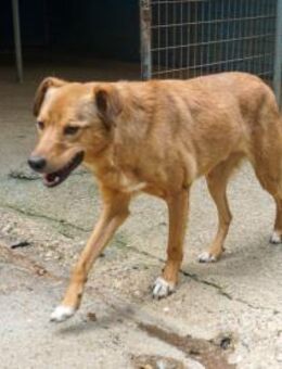 Unsicherer SVEN sucht liebe Menschen - Schwabach