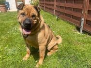 Shar-Pei Apache sucht seine Menschen - München