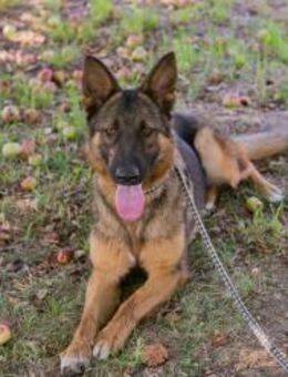 KESSY - ausgeglichen und neugierig - Overath