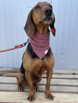 Denica - sanfte Hündin sucht Zuhause - Berlin