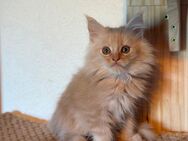 Bezaubernder reinrassiger Maine Coon Kitten Kater - Wermelskirchen