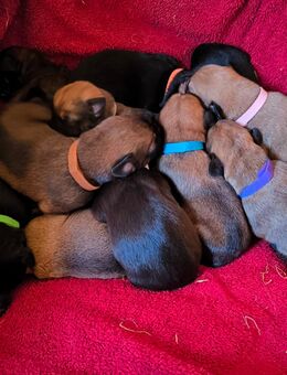 Mischlingswelpen Labrador suchen ein Zuhause - Boitzenburger Land