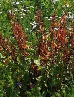 Sauerampfer Samen Wiesen Wildgemüse Vitamin C Ampfer Sauerampfersamen essbar Gartengemüse Nutzpflanze für Garten wildflower und Balkon Geschenk SWR Blumenwiese - Pfedelbach