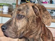 7 Monate alter Boxer-Labradormix Rüde - Stetten (Bayern)
