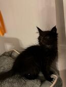 Maine Coon XXL Kitten in 45356