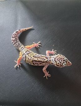 1.0 tangerine jungle het.blizzard - Mülheim (Ruhr)
