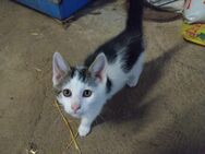 Hofkätzchen abzugeben. Kitten, Kätzchen, Babykatze - Dettelbach
