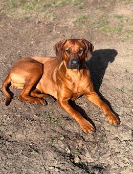 Wir suchen einen liebevollen, reinrassigen Rhodesian Ridgeback Deckrüden 🐾 - Erkner Zentrum