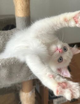 Ragdoll-Kater zu verkaufen - Wiesbaden Nordost