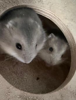 Campell zwerghamster - Kamen