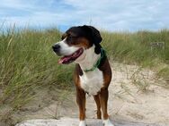 🐾 Deckrüde sucht passende Hundedame – Nachwuchs erwünscht! 🐶💞 - Vlotho