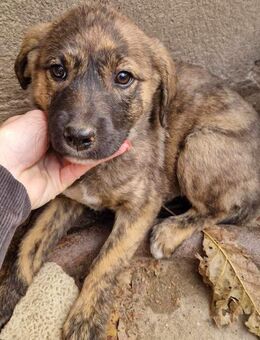 Dorinas Mama wurde vergiftet - Augsburg