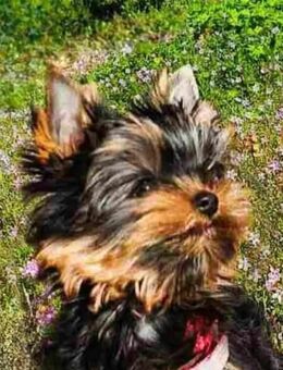 Yorkshire Terrier Welpen. - Genthin