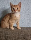 süßer junger Kater / Katzen in 07958