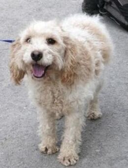 Roxi ist sehr lieb, anhänglich und toll! - Karben