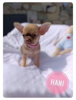 Traumhafte Chihuahua Welpen aus seriöser Zucht mit Ahnentafel - Wiedergeltingen