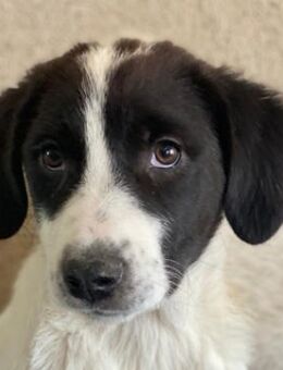 Zenzi, geb. ca. 01/2025, Griechenland - Euskirchen